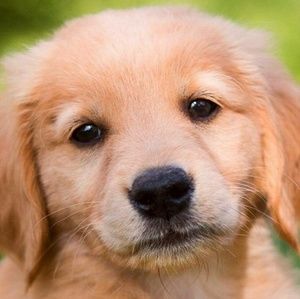 Meet your Posher, Yuli